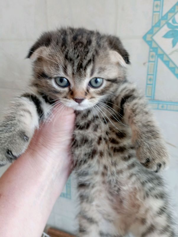 Котёнок тигрёнок 1.5мес. Котёнок тигрёнок 1.5мес.