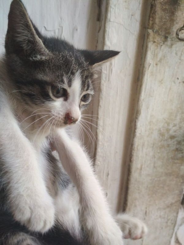 Отдам котят в хорошие руки Отдам котят в хорошие руки