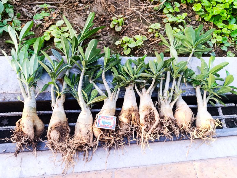 Adenium