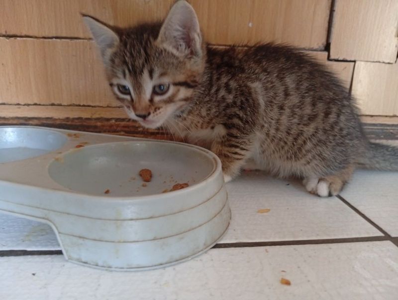 котёнок .мушук боласи. котёнок .мушук боласи.
