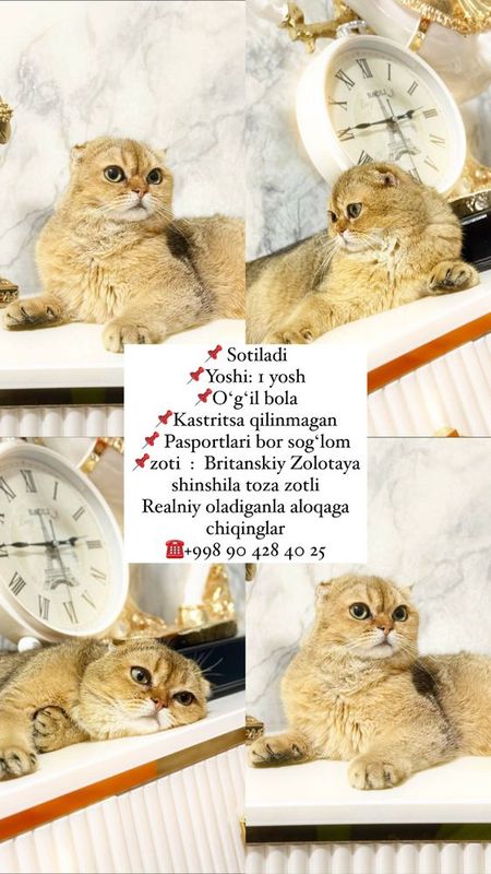 Britanskiy Zolotaya shinshila sotiladi Britanskiy Zolotaya shinshila sotiladi