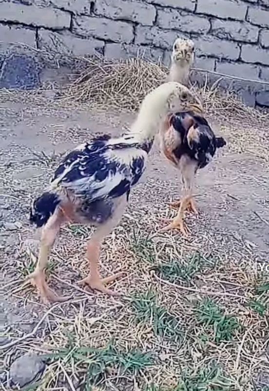 dakan jõja dakan jõja
