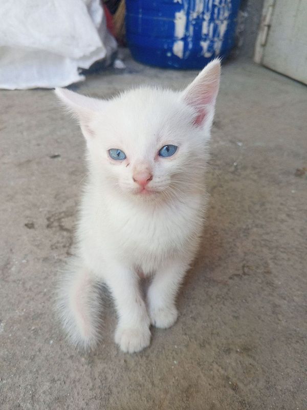 Отдам котят в хорошие руки Отдам котят в хорошие руки