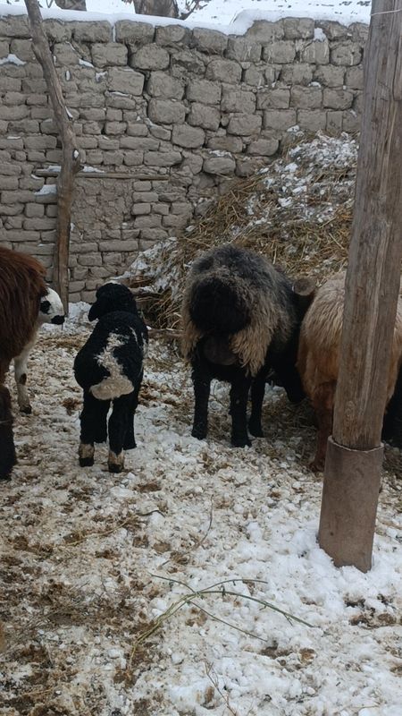 Казоки семиз Она бола Куйлар болалари Кучкорча тезда оптом нархларда с