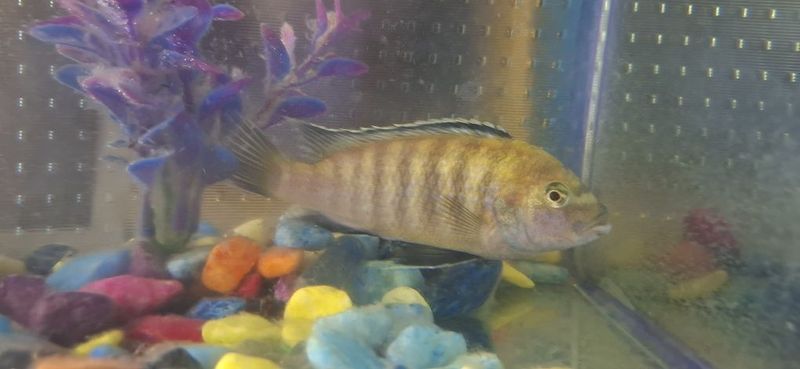 Disks Baliqlari sotiladi