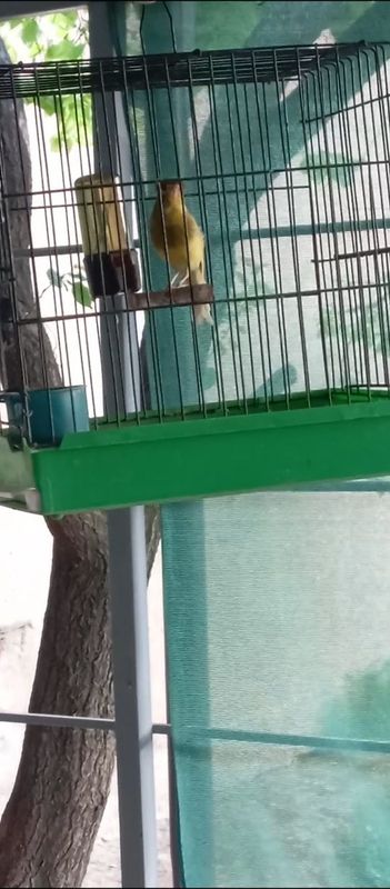 Narla sotiladi qziqanla dr yozila Narla sotiladi qziqanla dr yozila