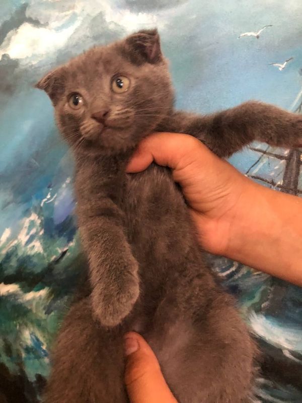 Скотиш фолд. отаси шотланский фолд Скотиш фолд. отаси шотланский фолд