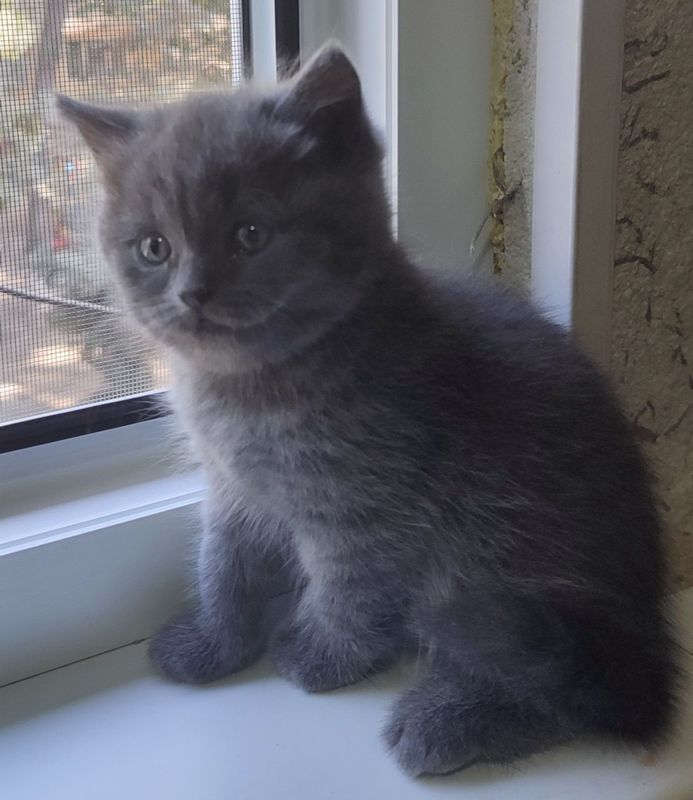 Продается котенок Продается котенок