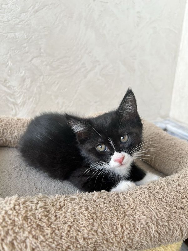 Котёнок. Не породистый. Котёнок. Не породистый.