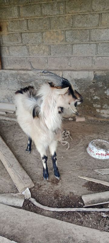 Zanin echkindan qochkan taka Zanin echkindan qochkan taka