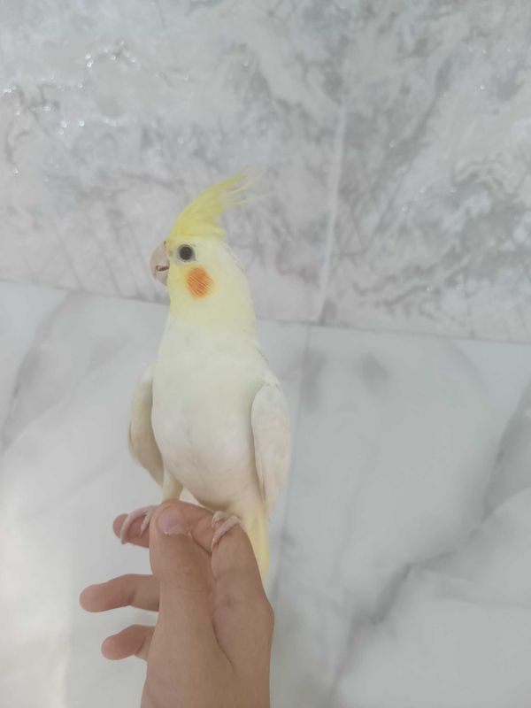 Продаются Ручной корела