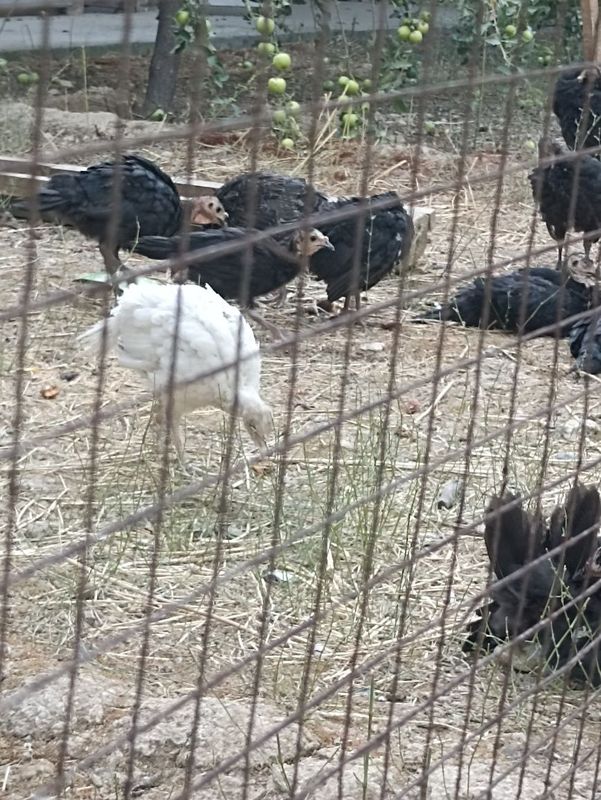 YANGI YOLDA KURKA jojasiI sotiladi YANGI YOLDA KURKA jojasiI sotiladi