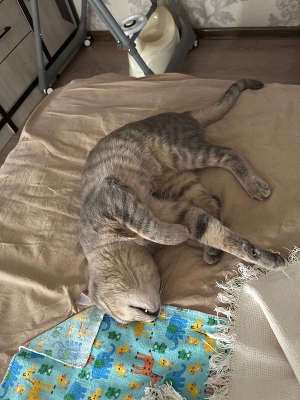 Кот Jossa