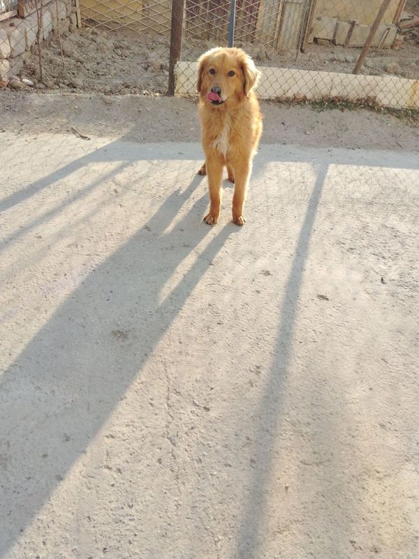 5 oylik kuchuk erkak qulga urgangan 5 oylik kuchuk erkak qulga urgangan