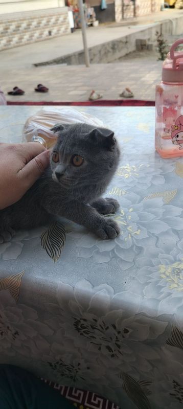 Котёнок 6 месяцев порода вислоухий