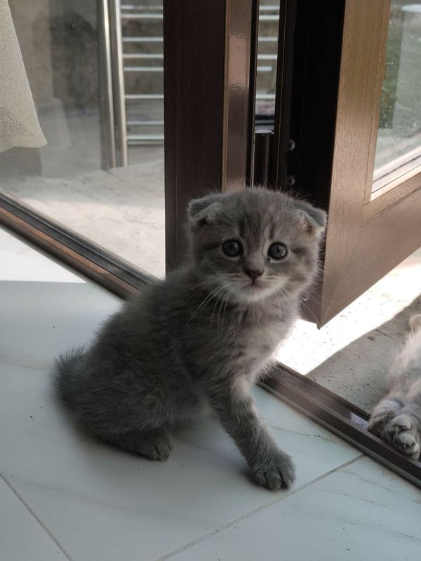 Котята породистые Котята породистые