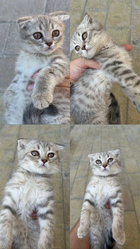 Шотландский фолд Шотландский фолд