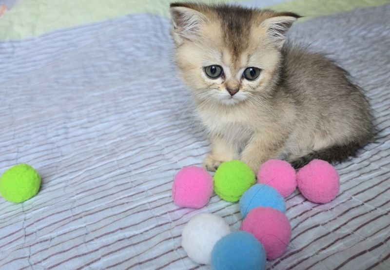 Продам котёнка Скотиш Страйт Продам котёнка Скотиш Страйт