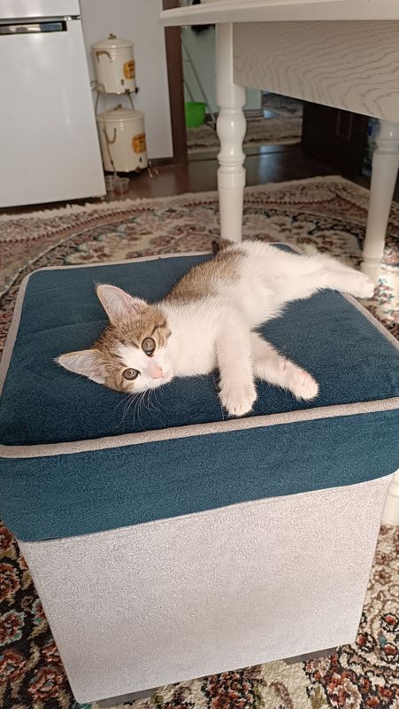 Отдам даром котенка Отдам даром котенка