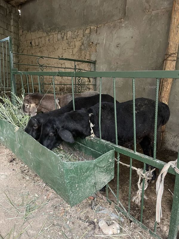 Qurbon Xayitga qo’chqorlar sotiladi Qurbon Xayitga qo’chqorlar sotiladi
