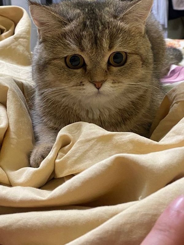 Shinshila qiz bola