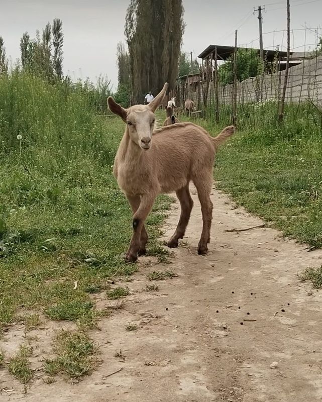 Takacha sotiladi Takacha sotiladi