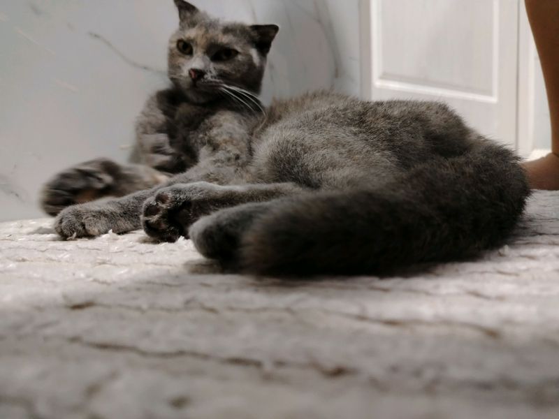 Шотландская кошка весьляуха Шотландская кошка весьляуха