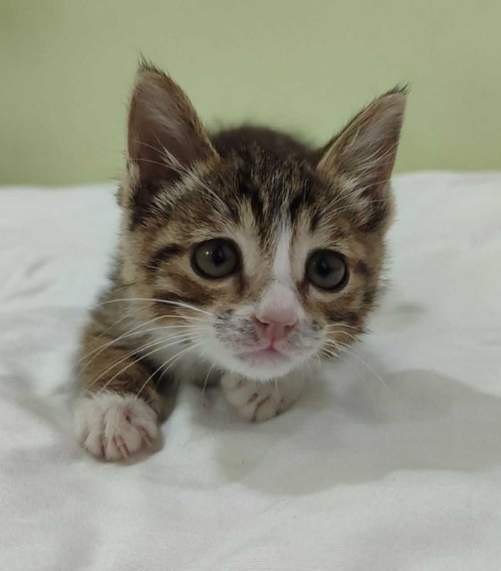 Котенок 1.5 месяца Котенок 1.5 месяца