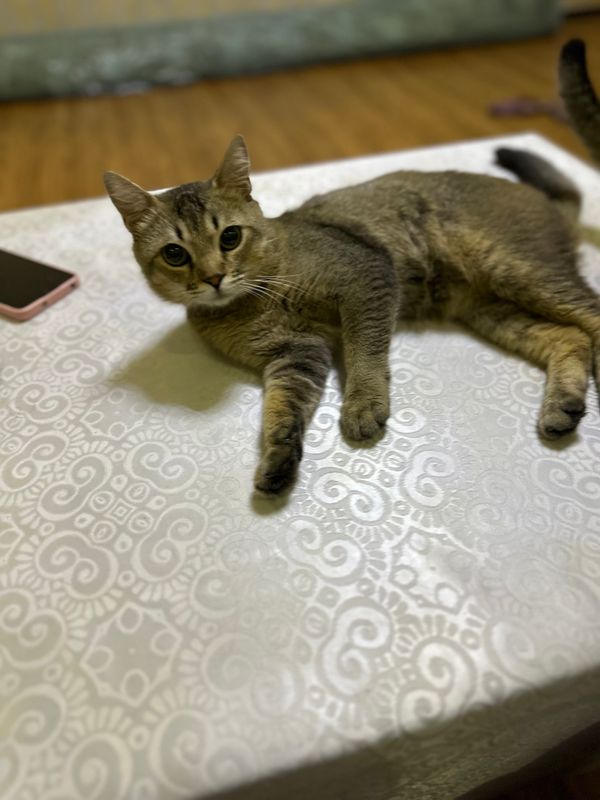 Кот