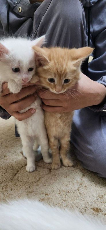 2 oylik Turitski angora 2 oylik Turitski angora