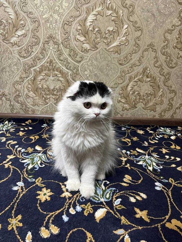 Вязкага скотиш фолд элит Вязкага скотиш фолд элит