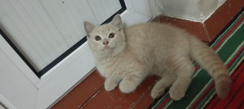 Mushuk zotdor sotiladi