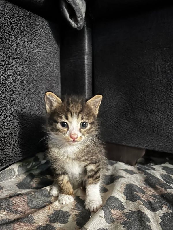 Отдаю котёнка в добрые руки Отдаю котёнка в добрые руки