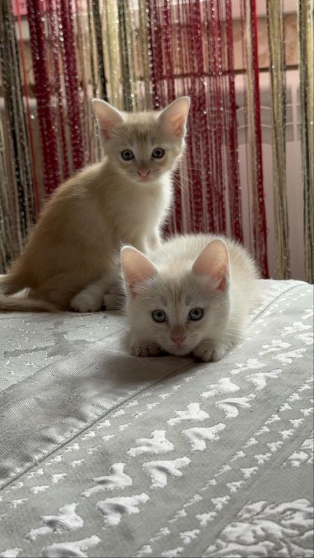 Котята, девочки 2 месяца Котята, девочки 2 месяца