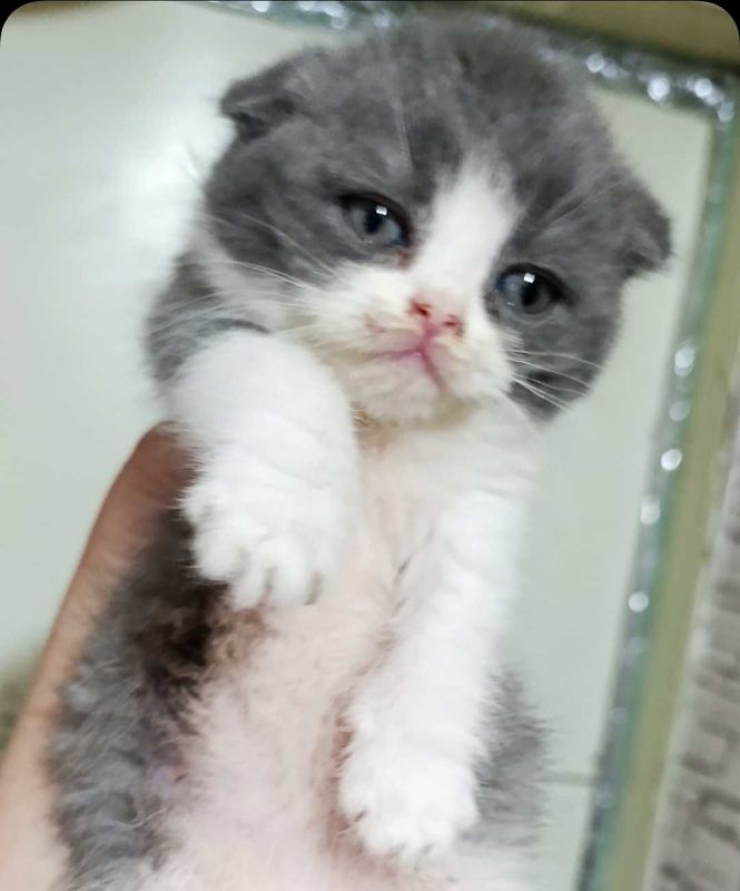 Котята Шотландские Котята Шотландские