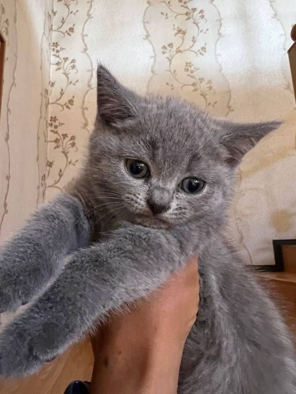 Котята породистые (британ и чоко страйт) Котята породистые (британ и чоко страйт)