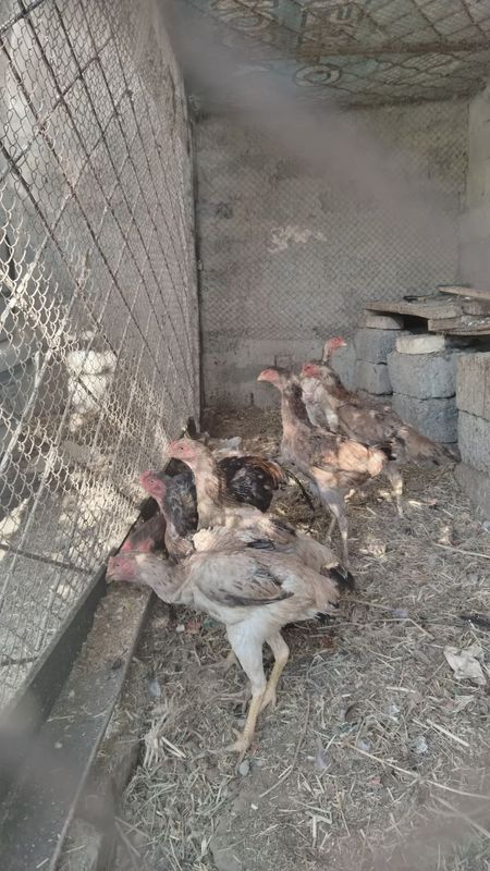 Tovuqlar va xo'roz sotiladi arzon narxlarda Tovuqlar va xo'roz sotiladi arzon narxlarda