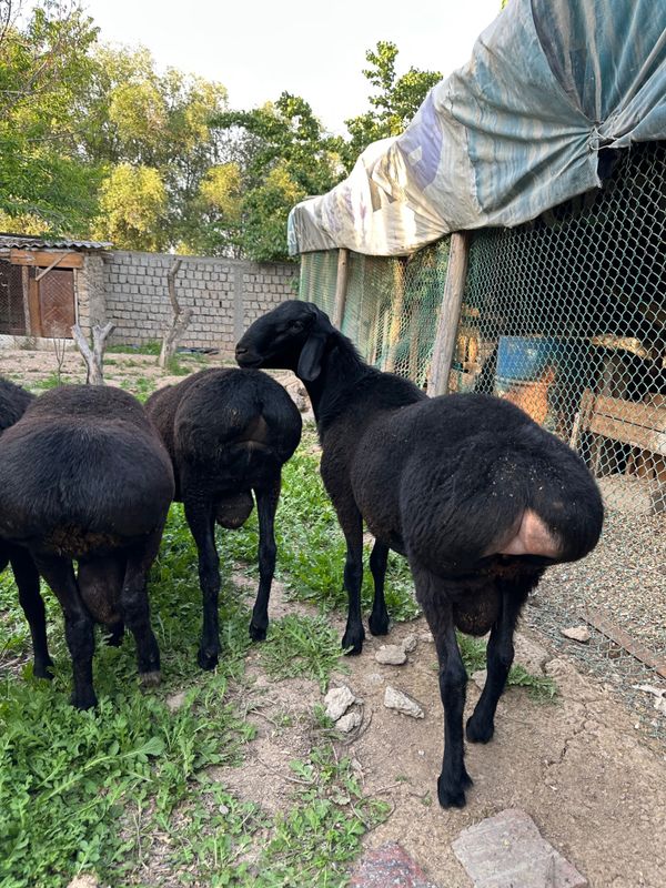 Qurbonliga qochqorla 45-50 kg gow qladiga Qurbonliga qochqorla 45-50 kg gow qladiga