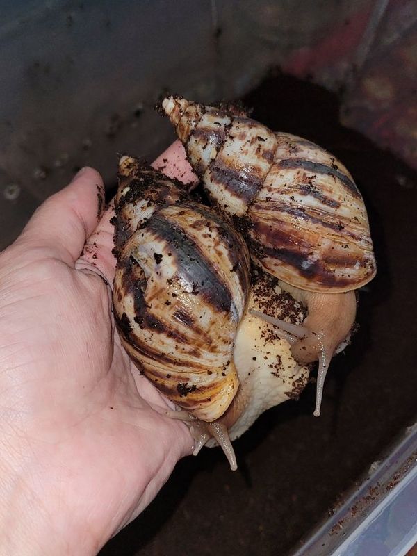 Retik 9, 10 sm tuxumga kirgan arzon narxda Retik 9, 10 sm tuxumga kirgan arzon narxda