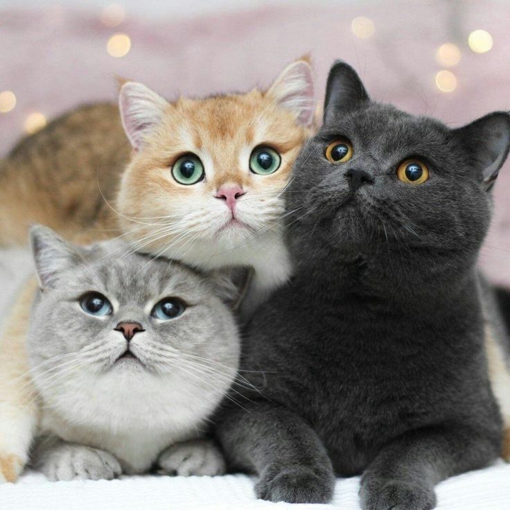 Беру на передержку кошечек и котиков
