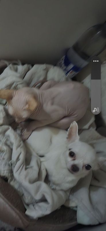 Продаю маленькую чихуахуа ей 4 года, Продаю маленькую чихуахуа ей 4 года,
