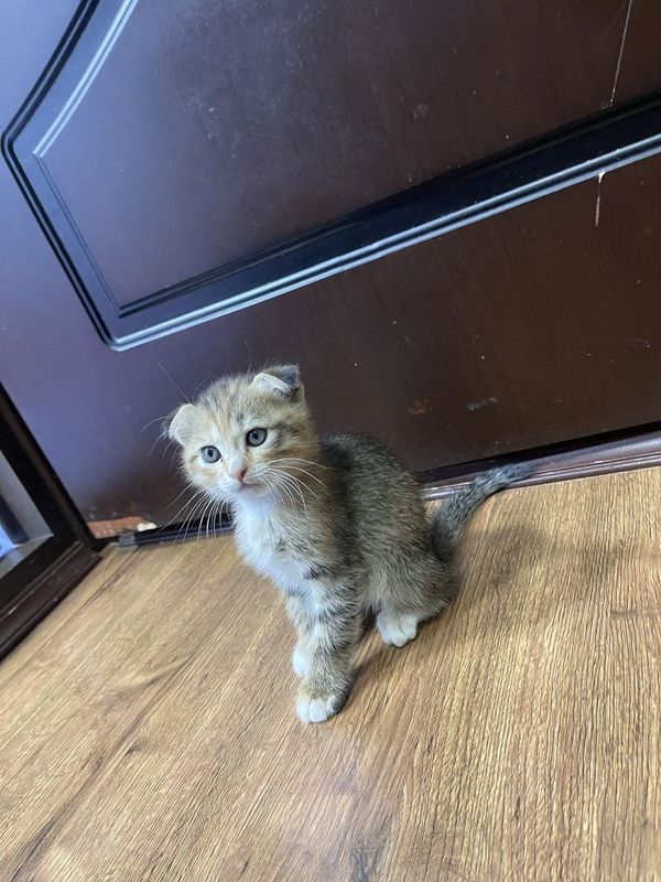 Скотиш. фолд Скотиш. фолд