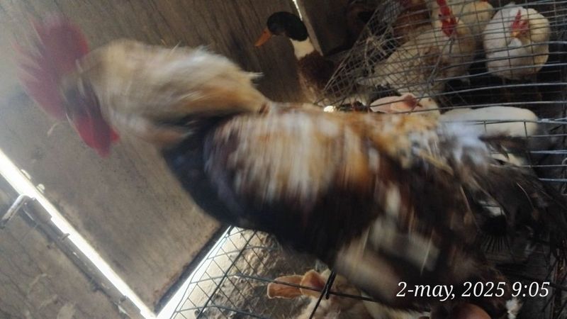 Tovuqlar sotiladi xoʻrozlariyam bor Tovuqlar sotiladi xoʻrozlariyam bor