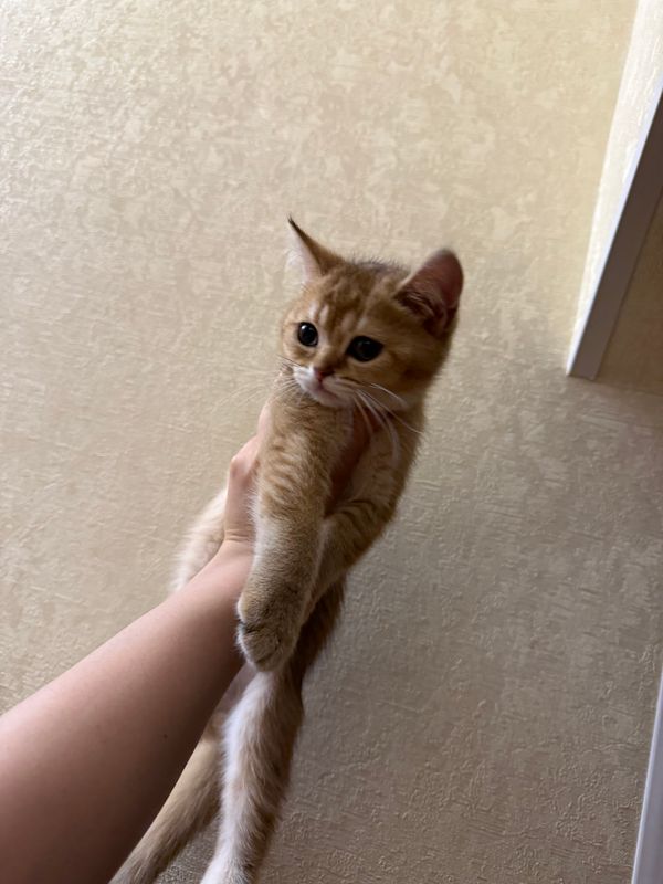 Scottish fold zolotaya shinshilla