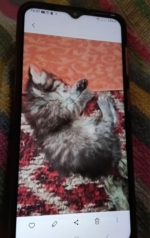 Котёнок от сибирской кошки Котёнок от сибирской кошки