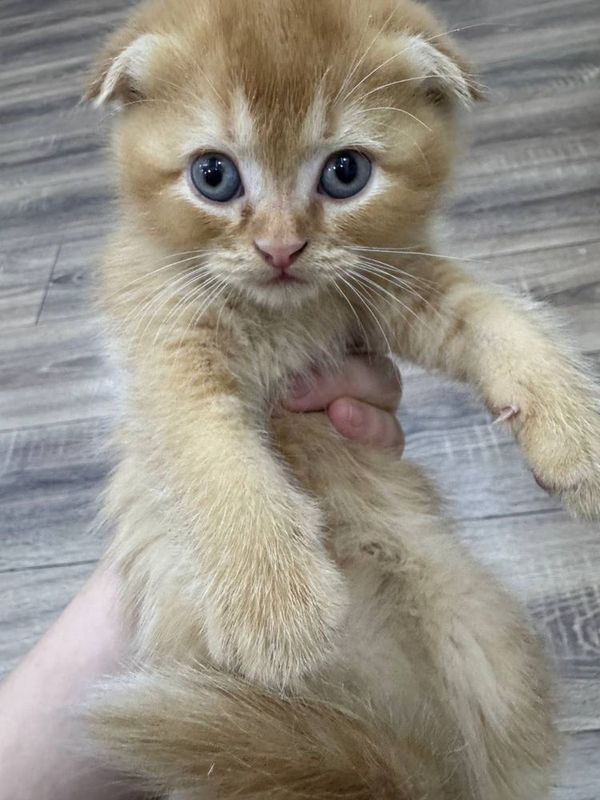 Котята вислоухие 1.5 месяцев