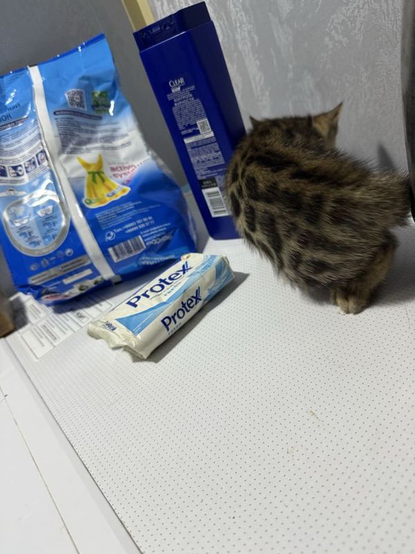 Бенгал мушукчалар тоза конлик