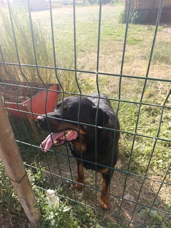 Rotveyler kuchuk 1 yosh Rotveyler kuchuk 1 yosh