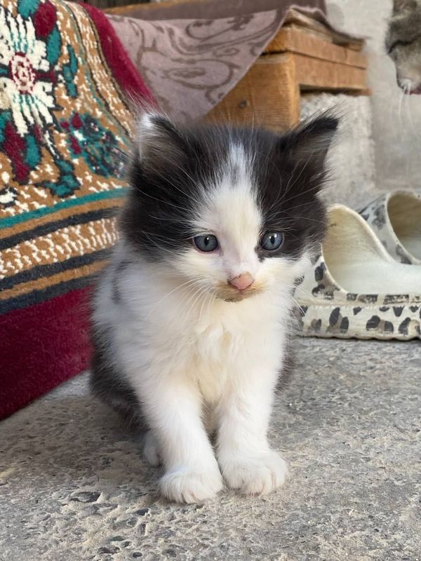 Котята игривые. , Котята игривые. ,