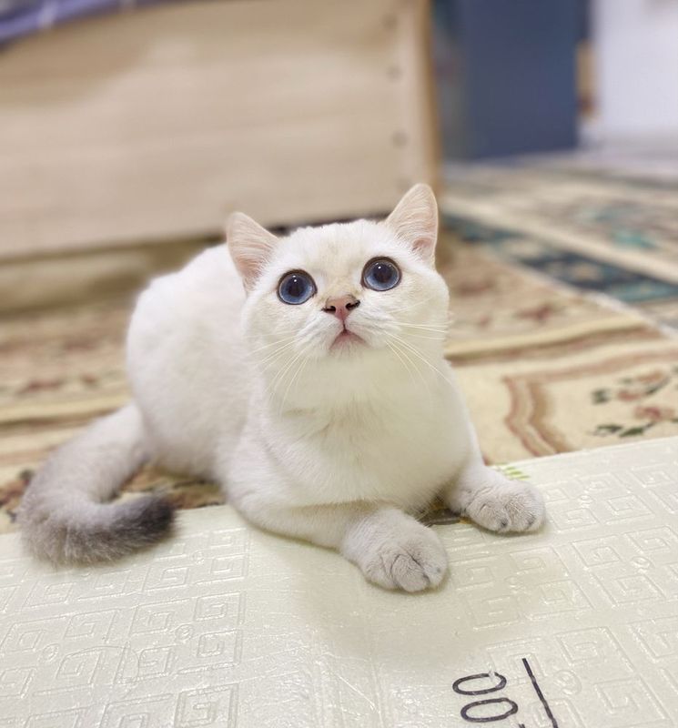 Продается color point chinchilla
